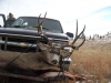 deer-2